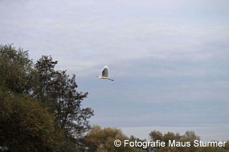 2016-11-04 Vogels (5529) Maastricht met Maja.jpg